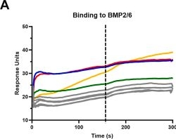 Fig.2.A from the publication: Characterization of erythroferrone structural domains relevant to its iron-regulatory function.