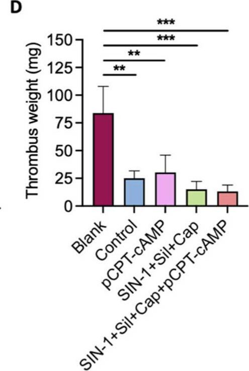 Fig.5.D from the publication: Combined Pharmacological Conditioning of Endothelial Cells for Improved Vascular Graft Endothelialization.