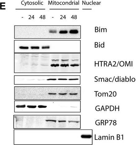 Fig.2.E showing Western Blotting in a Homo sapiens (Human) sample from the publication: Bcl-2 inhibitors enhance FGFR inhibitor-induced mitochondrial-dependent cell death in FGFR2-mutant endometrial cancer.