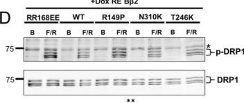 phospho dsip dosis PHOSPHO-SODA ORAL SOLUTION [SIN12230P] Phospho-DRP1 (Ser637) (D3A4) Rabbit Monoclonal