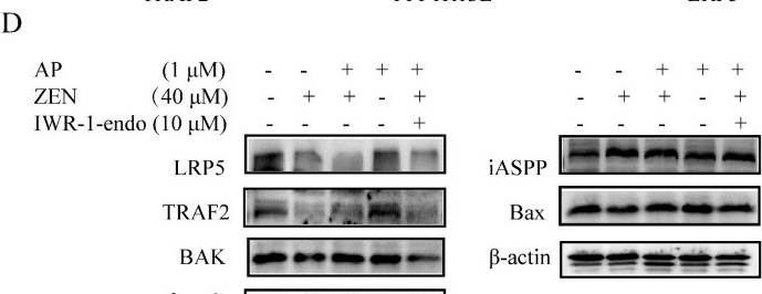 Fig.8.D showing Western Blotting from the publication: Apigenin Alleviates Zearalenone-Induced Oxidative Stress and Apoptosis in Swine Testis Cells Through the Wnt Signaling Pathway.