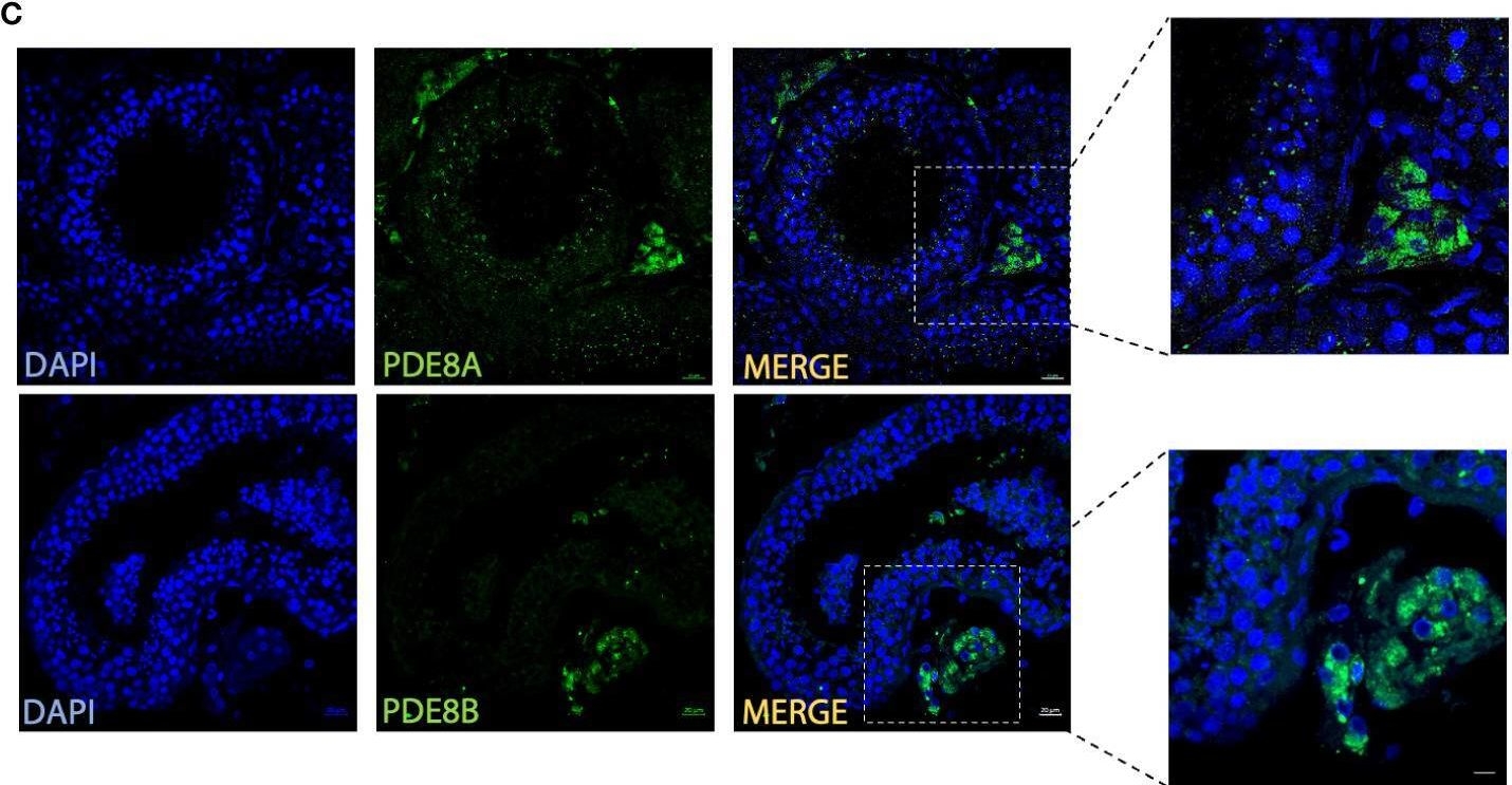 Fig.1.C showing Immunohistochemistry-immunofluorescence from the publication: cAMP-specific phosphodiesterase 8A and 8B isoforms are differentially expressed in human testis and Leydig cell tumor.