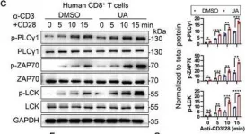 Fig.1.C showing Western Blotting from the publication: Urolithin A Hijacks ERK1/2-ULK1 Cascade to Improve CD8+ T Cell Fitness for Antitumor Immunity.