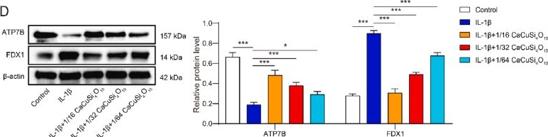 Fig.4.D showing Western Blotting in a Mus musculus (House mouse) sample from the publication: Cuprorivaite microspheres inhibit cuproptosis and oxidative stress in osteoarthritis via Wnt/β-catenin pathway.