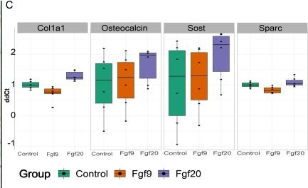 Fig.2.C from the publication: Skeletal dysmorphology and mineralization defects in Fgf20 KO mice.