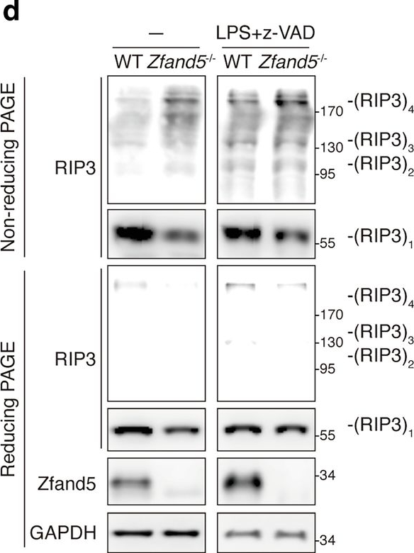 Fig.7.D showing Western Blotting in a Mus musculus (House mouse) sample from the publication: Zfand5 terminates TLR3/4 signaling and necroptosis by targeting TRIF to the proteasome for degradation.