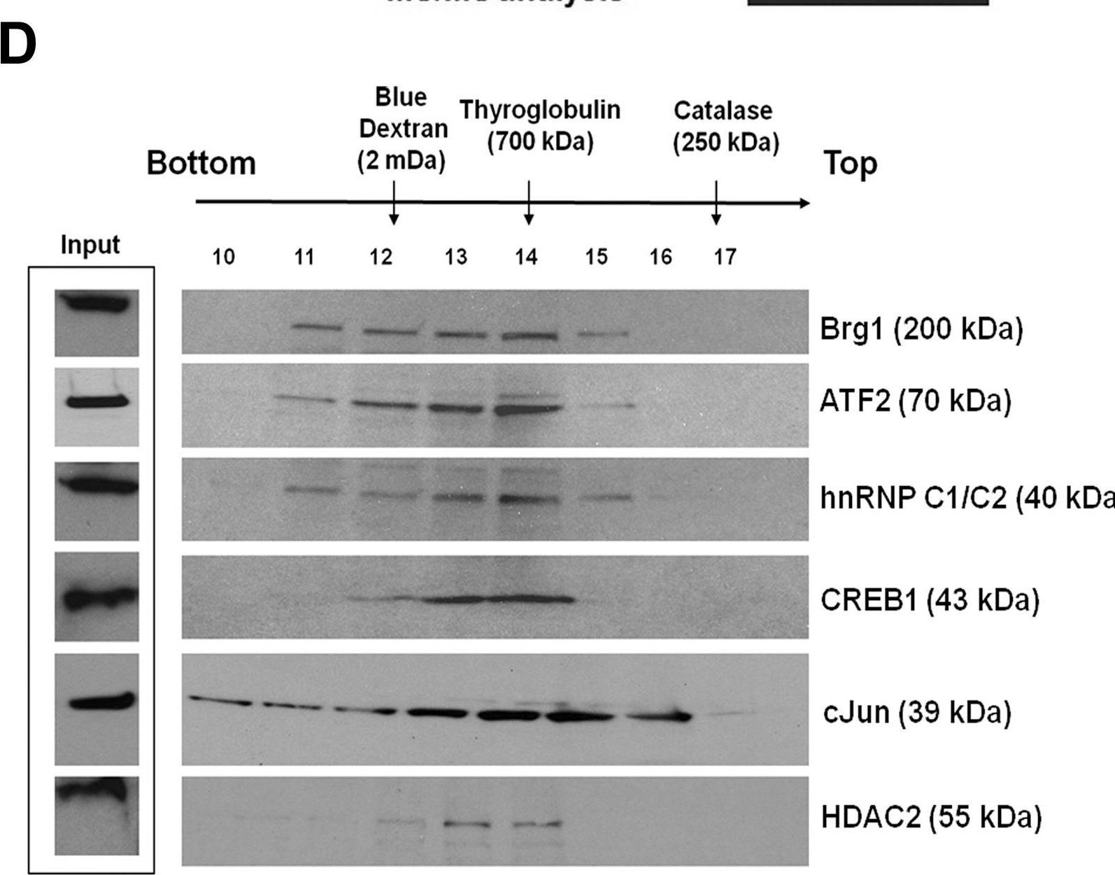 Fig.3.D showing Western Blotting from the publication: Regulation of Gγ-globin gene by ATF2 and its associated proteins through the cAMP-response element.