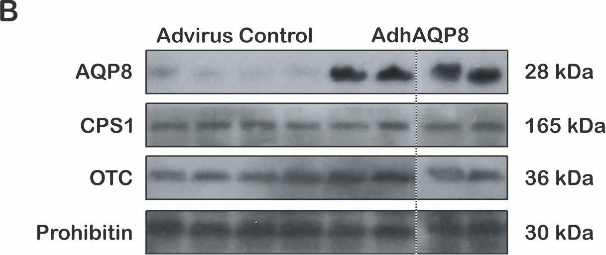 Fig.1.B showing Western Blotting in a Mus musculus (House mouse) sample from the publication: Adenoviral Transfer of Human Aquaporin-8 Gene to Mouse Liver Improves Ammonia-Derived Ureagenesis.
