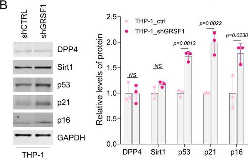 Fig.1.B showing Western Blotting from the publication: GRSF1 loss in THP-1 macrophages promotes senescence-associated transcription in neighboring fibroblasts.