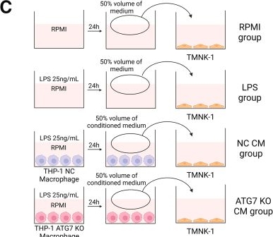 Fig.4.C from the publication: Liver Sinusoidal Endothelial Cells Promote Metabolic Dysfunction-associated Steatohepatitis Progression via Interleukin-1R1-mediated Chemokine Production Induced by Macrophage-derived Interleukin-1β.