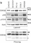 Fig.2.B showing Western Blotting from the publication: In vivo regulation of glycogen synthase kinase 3β activity in neurons and brains.