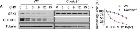 Fig.5.A showing Western Blotting in a Mus musculus (House mouse) sample from the publication: CUEDC2 modulates cardiomyocyte oxidative capacity by regulating GPX1 stability.