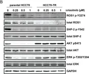 Fig.4.B showing Western Blotting in a Homo sapiens (Human) sample from the publication: Resistance to ROS1 inhibition mediated by EGFR pathway activation in non-small cell lung cancer.