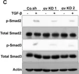 Fig.4.C showing Western Blotting from the publication: Genetic depletion and pharmacological targeting of αv integrin in breast cancer cells impairs metastasis in zebrafish and mouse xenograft models.