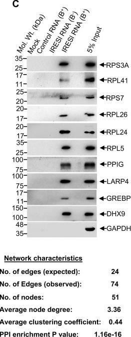 Fig.4.C showing Western Blotting in a Homo sapiens (Human) sample from the publication: RNA-Protein Interactome at the Hepatitis E Virus Internal Ribosome Entry Site.