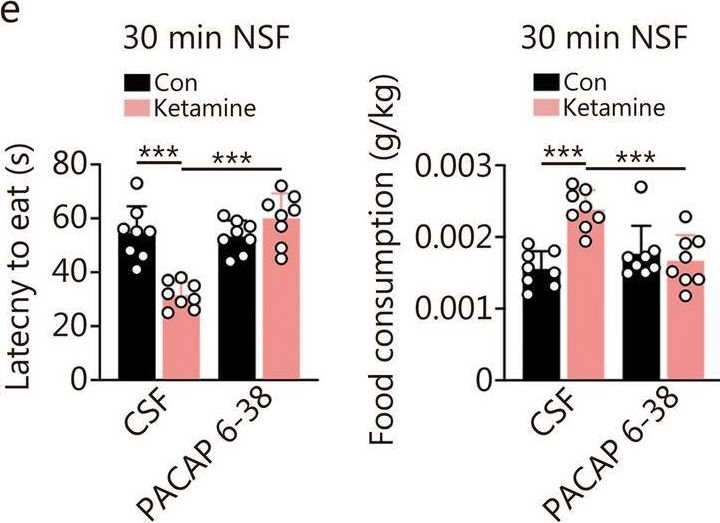 Fig.6.E from the publication: Hippocampal PACAP signaling activation triggers a rapid antidepressant response.
