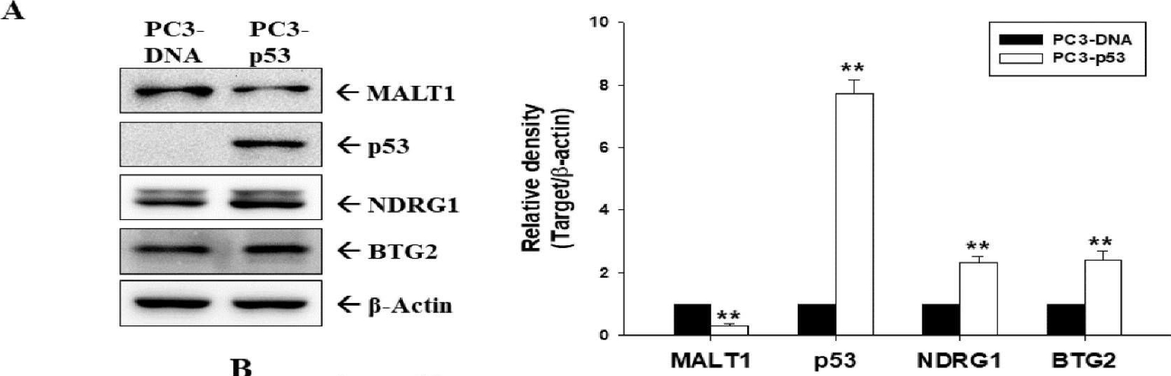 Fig.2.A showing Western Blotting from the publication: The Antitumor Effect of Caffeic Acid Phenethyl Ester by Downregulating Mucosa-Associated Lymphoid Tissue 1 via AR/p53/NF-κB Signaling in Prostate Carcinoma Cells.
