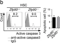 Fig.2.B showing Flow cytometry/Cell sorting in a Mus musculus (House mouse) sample from the publication: The transcription factor Zfp90 regulates the self-renewal and differentiation of hematopoietic stem cells.