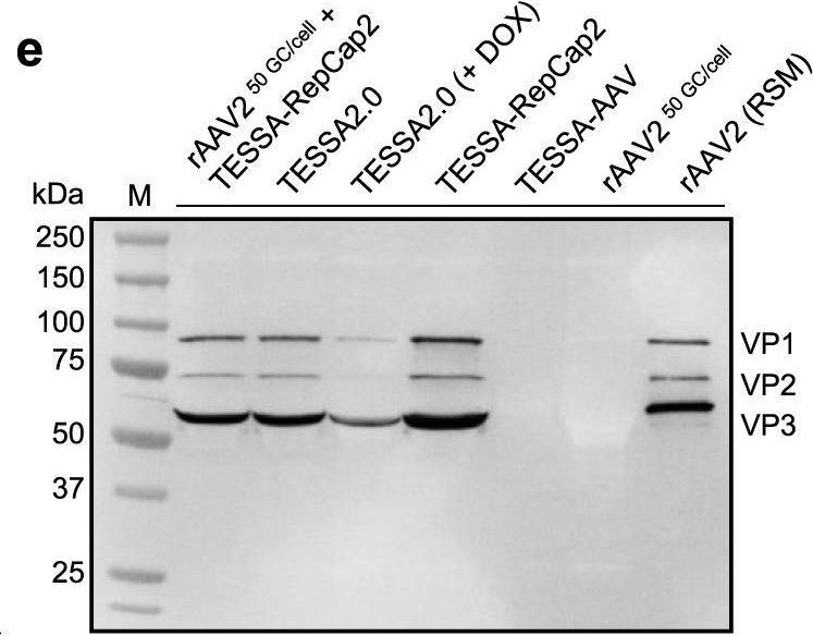 Self-attenuating adenovirus enables production of recombinant adeno-associated virus for high manufacturing yield without contamination.
