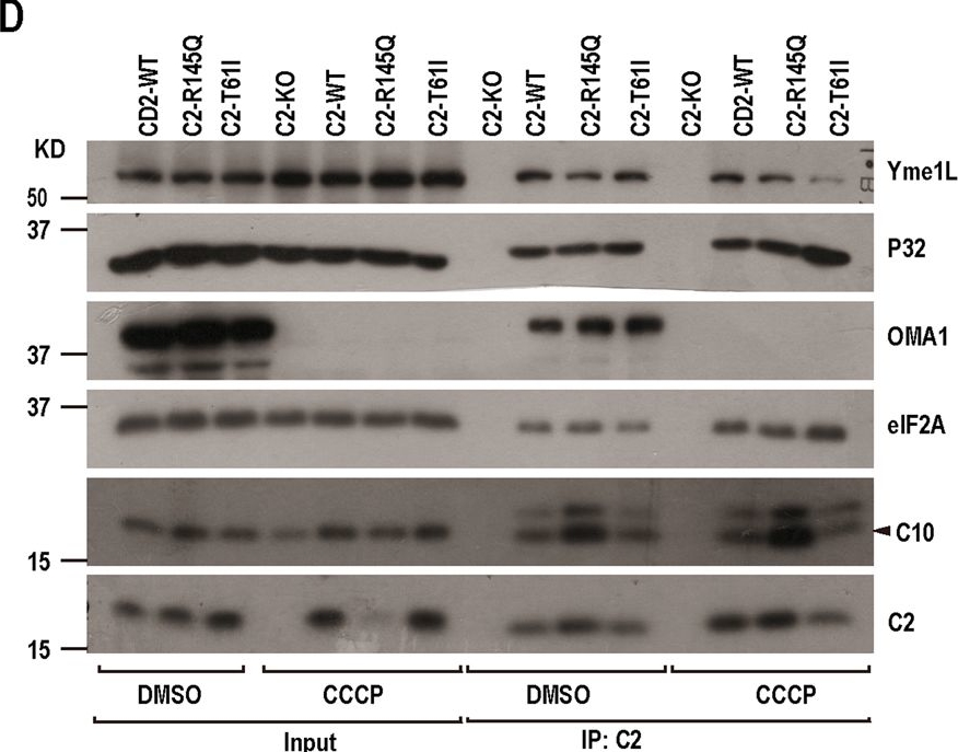 Fig.3.D showing Western Blotting from the publication: CHCHD2 and CHCHD10 regulate mitochondrial dynamics and integrated stress response.