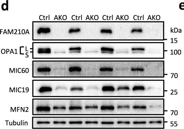 Fig.6.D showing Western Blotting in a Mus musculus (House mouse) sample from the publication: FAM210A is essential for cold-induced mitochondrial remodeling in brown adipocytes.