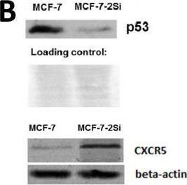 Fig.1.B showing Western Blotting in a Homo sapiens (Human) sample from the publication: p53-dependent expression of CXCR5 chemokine receptor in MCF-7 breast cancer cells.