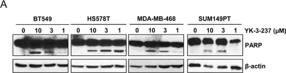 Fig.4.A showing Western Blotting from the publication: Targeting mutant p53 by a SIRT1 activator YK-3-237 inhibits the proliferation of triple-negative breast cancer cells.