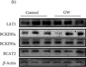 Fig.9.B showing Western Blotting in a Hippocampus (Seahorse) sample from the publication: PPARβ/δ Agonism with GW501516 Increases Myotube PGC-1α Content and Reduces BCAA Media Content Independent of Changes in BCAA Catabolic Enzyme Expression.