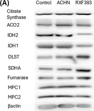 Fig.2.A showing Western Blotting from the publication: Regulatory mechanisms of mitochondrial function by cancer-derived exosomes in cachexia.