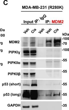 Fig.2.C showing Western Blotting in a Homo sapiens (Human) sample from the publication: Regulation of the MDM2-p53 nexus by a nuclear phosphoinositide and small heat shock protein complex.