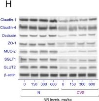 Fig.4.H showing Western Blotting in a Rattus norvegicus (Rat) sample from the publication: Modulation of SIRT1/PPARγ pathways and tight junction proteins by nicotinamide riboside under chronic variable stress.