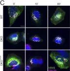 Fig.6.C showing Immunocytochemistry-immunofluorescence in a Homo sapiens (Human) sample from the publication: ERLIN1/2 scaffolds bridge TMUB1 and RNF170 and restrict cholesterol esterification to regulate the secretory pathway.