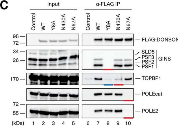Fig.3.C showing Western Blotting from the publication: In silico protein interaction screening uncovers DONSON's role in replication initiation.