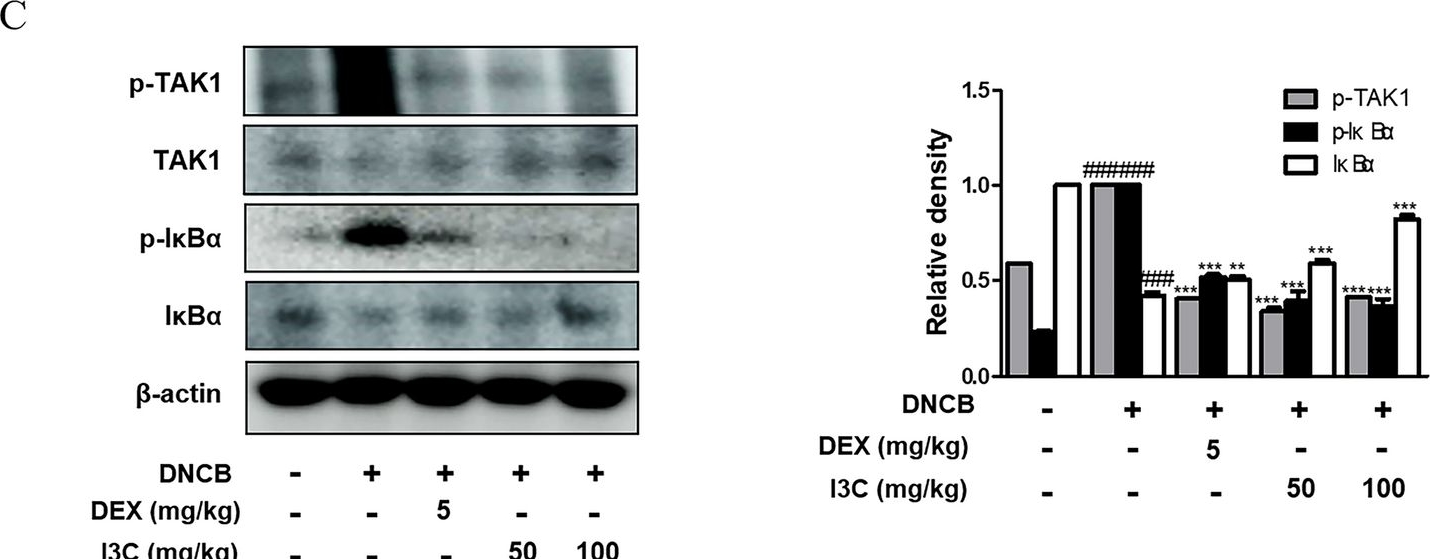 Fig.5.C showing Western Blotting in a Homo sapiens (Human) sample from the publication: Indole-3-carbinol alleviates allergic skin inflammation via periostin/thymic stromal lymphopoietin suppression in atopic dermatitis.