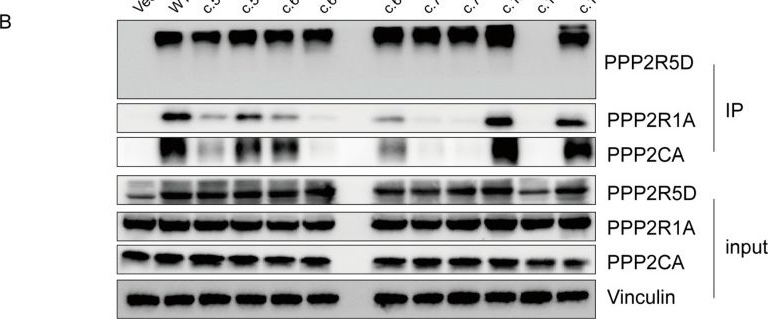 Fig.2.B showing Western Blotting in a Homo sapiens (Human) sample from the publication: Thirteen New Patients of PPP2R5D Gene Mutation and the Fine Profile of Genotype-Phenotype Correlation Unraveling the Pathogenic Mechanism Underlying Macrocephaly Phenotype.