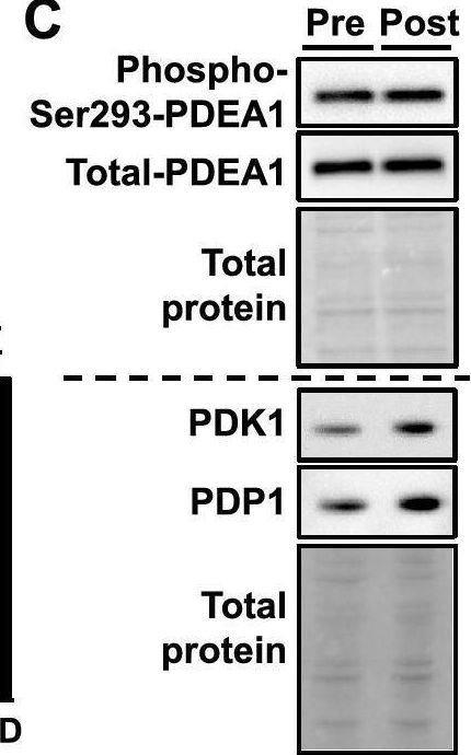 Fig.6.C showing Western Blotting from the publication: Enhanced glucose metabolism through activation of HIF-1α covers the energy demand in a rat embryonic heart primordium after heartbeat initiation.