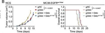 Fig.2.B showing Flow cytometry/Cell sorting from the publication: Nuclear glycine decarboxylase suppresses STAT1-dependent MHC-I and promotes cancer immune evasion.