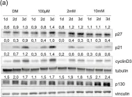 Fig.4.A showing Western Blotting in a Mus musculus (House mouse) sample from the publication: Regulation of myoblast differentiation by metabolic perturbations induced by metformin.