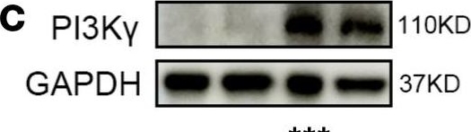 Fig.5.C showing Western Blotting from the publication: IRF5 governs macrophage adventitial infiltration to fuel abdominal aortic aneurysm formation.