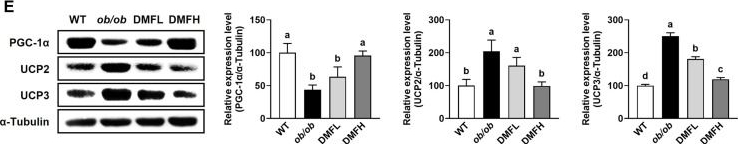 Fig.3.E showing Western Blotting in a Mus musculus (House mouse) sample from the publication: 5,7-Dimethoxyflavone Attenuates Obesity-Associated Muscle Atrophy via AMPK and PI3K/Akt Pathways in ob/ob mice.