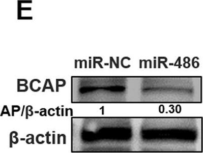 Fig.6.E showing Western Blotting in a Mus musculus (House mouse) sample from the publication: Low Frequency Magnetic Fields Induce Autophagy-associated Cell Death in Lung Cancer through miR-486-mediated Inhibition of Akt/mTOR Signaling Pathway.