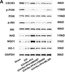 Fig.7.A showing Western Blotting from the publication: PF4 regulates neuronal ferroptosis in cerebral hemorrhage through CXCR3/PI3K/AKT/Nrf2 pathway.