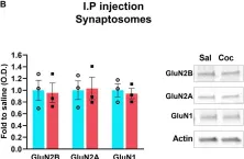 Fig.2.B showing Western Blotting from the publication: Cocaine-Induced Synaptic Redistribution of NMDARs in Striatal Neurons Alters NMDAR-Dependent Signal Transduction.