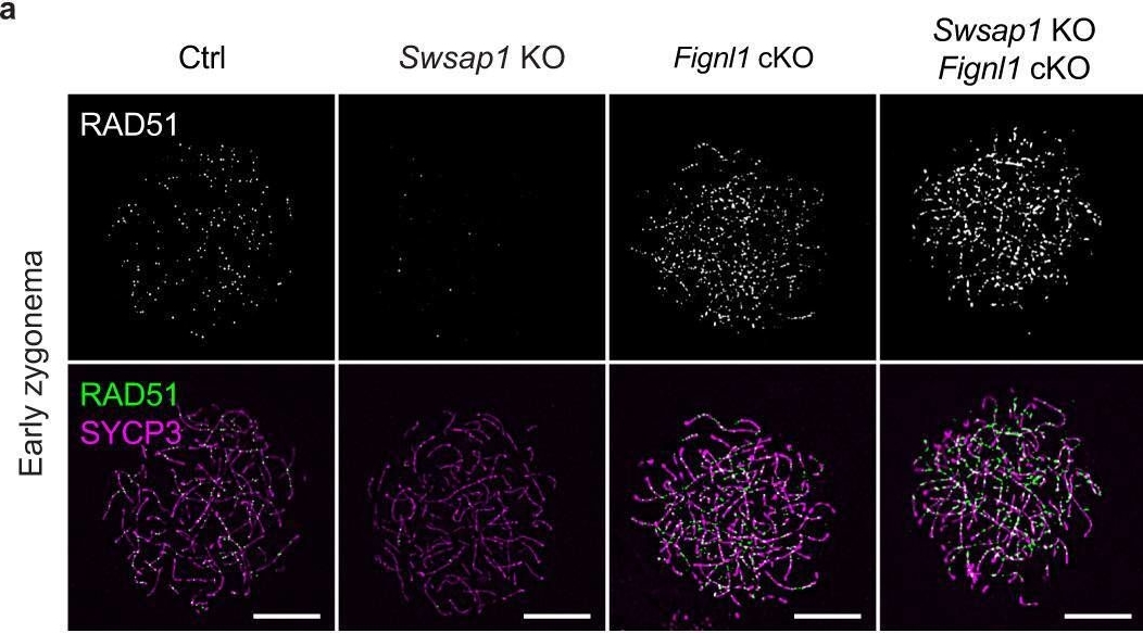 Zebrafish Rad51 rad51 antibodies - Antibody search engine - CiteAb