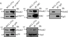 Fig.1.G showing Western Blotting in a Homo sapiens (Human) sample from the publication: The dynein adaptor Hook2 plays essential roles in mitotic progression and cytokinesis.