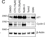 Fig.5.C showing Western Blotting from the publication: A fast-acting lipid checkpoint in G1 prevents mitotic defects.