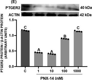 Fig.4.E showing Western Blotting in a Sus scrofa domesticus (Domestic pig) sample from the publication: Phoenixin-14 as a novel direct regulator of porcine luteal cell functions†.