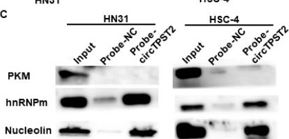 Fig.4.C showing Western Blotting from the publication: Circular RNA from Tyrosylprotein Sulfotransferase 2 Gene Inhibits Cisplatin Sensitivity in Head and Neck Squamous Cell Carcinoma by Sponging miR-770-5p and Interacting with Nucleolin.