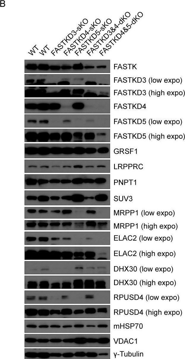 Fig.1.B showing Western Blotting from the publication: The FASTK family proteins fine-tune mitochondrial RNA processing.