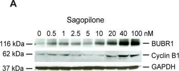 Fig.3.A showing Western Blotting in a Homo sapiens (Human) sample from the publication: Molecular mode of action and role of TP53 in the sensitivity to the novel epothilone sagopilone (ZK-EPO) in A549 non-small cell lung cancer cells.